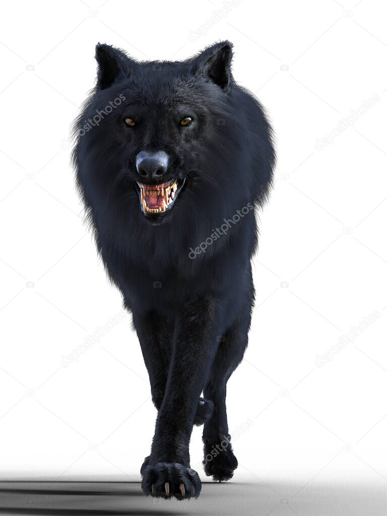 Wild Black Wolf standing and snarling illustration