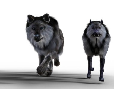 Kurtların yürüyüşü ve sapı resimleme