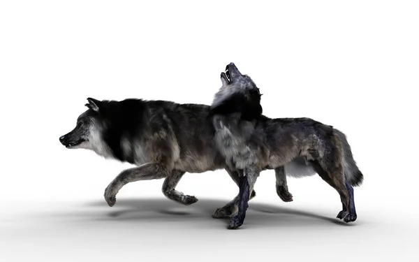 늑대가 울부짖고 울부짖는 — 스톡 사진