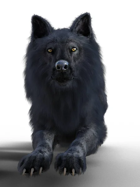 Black Wolf Resting Stomach Illustration — Stock fotografie