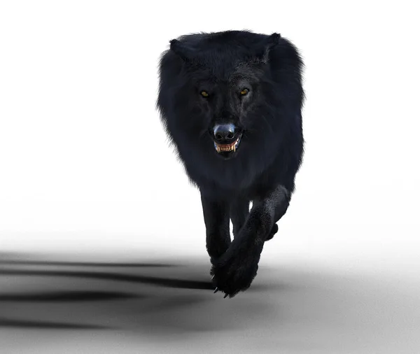 Grouchy Black Wolf Walking Forward Illustration — Zdjęcie stockowe