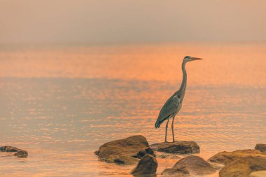 Maldivler 'de gün batımında balıkçıl avlamak. Büyük kuş sığ sularda kayaların üzerinde duruyor ve balık avlıyor. Tropik vahşi yaşam, hayvan doğası geçmişi