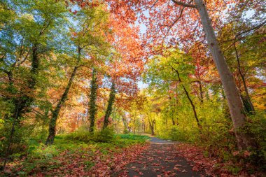 Beautiful trail in autumn forest. Sunshine through the trees. Autumn leaves, gold yellow orange vivid colors. Fall adventure background, nature freedom tranquil foliage. Peaceful sunny landscape path