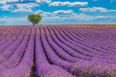 Harika bir manzara, büyüleyici yaz manzarası çiçek açan lavanta çiçekleri, huzurlu günbatımı manzarası, tarım manzarası. Güzel doğa geçmişi, ilham verici bir kavram.