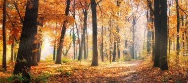 Beautiful trail in autumn forest. Sunshine through the trees. Autumn leaves, gold yellow orange vivid colors. Fall adventure background, nature freedom tranquil foliage. Peaceful sunny landscape path