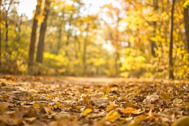 Beautiful trail in autumn forest. Sunshine through the trees. Autumn leaves, gold yellow orange vivid colors. Fall adventure background, nature freedom tranquil foliage. Peaceful sunny landscape path