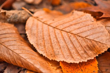 Autumn forest nature. Abstract closeup orange leaf