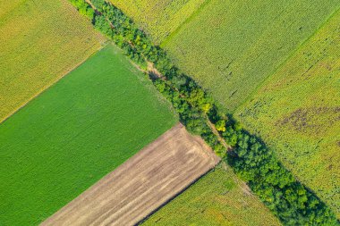Tarım alanlarının havadan görünüşü. İlkbahar günü, yeşil tarlaları ekilmiş bir arazinin uçan insansız hava aracının havadan çekilmiş fotoğrafı. Yetiştirilmiş bitkilerle tarım manzarası