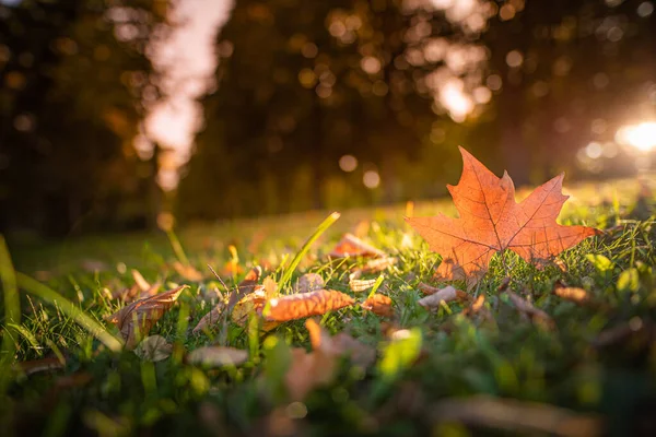Outono Folhas Brilhantes Coloridas Campo Prados Com Árvores Florestais Fundo — Fotografia de Stock
