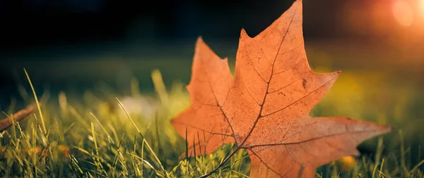 Outono Folhas Brilhantes Coloridas Campo Prados Com Árvores Florestais Fundo — Fotografia de Stock