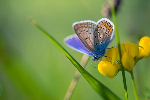 Amazing nature banner. Panoramic closeup, autumn grass meadow majestic sunset light over butterfly dream background. Beautiful inspirational natural macro. Bright colorful abstract blur bokeh sunlight