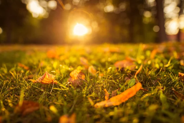 Осенние Красочные Яркие Листья Луговом Поле Лесными Деревьями Фоне Осеннего — стоковое фото