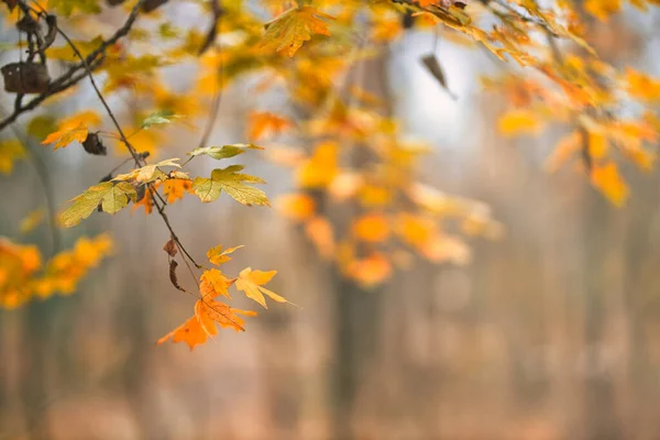 Падающие Жёлтые Листья Фоне Парка Боке Солнечными Лучами Осенний Пейзаж — стоковое фото