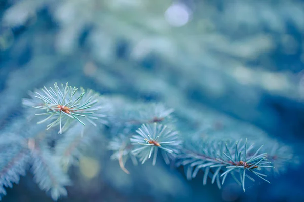 Tons Bleus Froids Sapin Vert Branches Pin Matin Nature Saisonnière — Photo