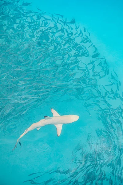 Blacktip Reef Shark Chasse Dans Haut Fond Poissons Écosystème Vie — Photo