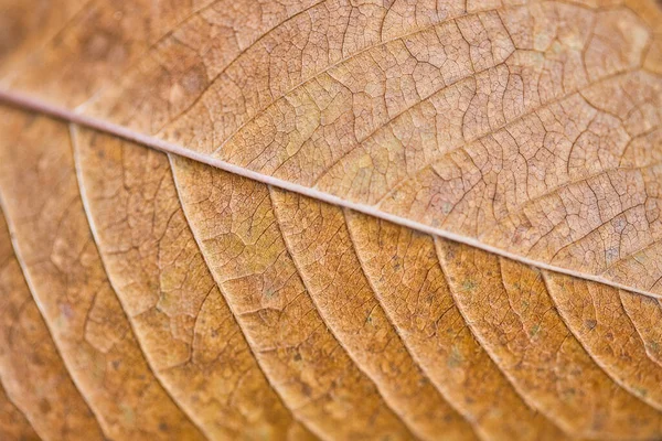 sonbahar yaprağı arka plan yakın