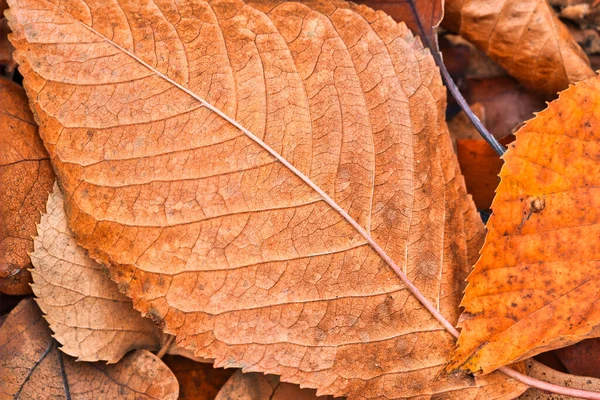 Nahaufnahme Von Abgefallenen Herbstblättern — Stockfoto