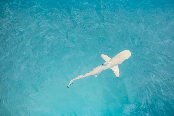 青い水の中の美しい白いサメの水泳のトップビュー — ストック写真