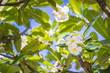 Beyaz ve sarı plumeria çiçekleri toplanır. Yakından çiçek açar. Yeşil yapraklar bokeh arkaplanı bulanıklaştırır.