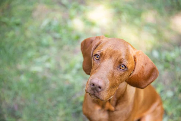 Portrait Cute Dog Outdoor — Fotografia de Stock