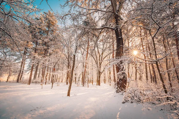 雪景色の中で冬の凍結木 孤独な裸の雪の木とミニマルな風景 — ストック写真