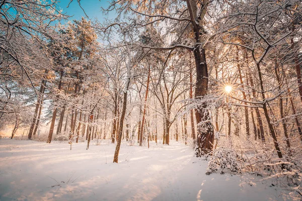 Arbre Gelé Hiver Dans Paysage Enneigé Paysage Minimaliste Avec Des — Photo