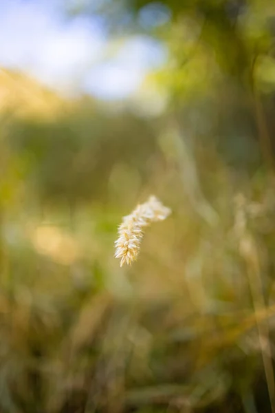 Beautiful Flower Blurred Garden — Stock Photo, Image