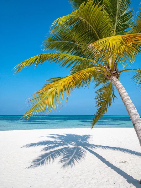 最佳夏季海滩景观 宁静的热带岛屿 天堂的海岸 大海的泻湖 地平线 棕榈树和阳光灿烂的天空在沙浪之上 迷人的度假景观背景 美丽的假日海滩 — 图库照片