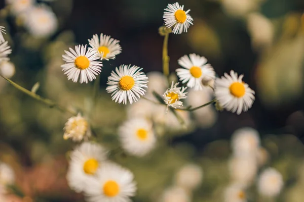 Lindas Flores Natureza Abstract Sunset Campo Paisagem Grama Prado Verde — Fotografia de Stock