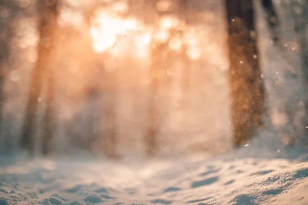 Winterbos Met Sneeuw Bomen — Stockfoto