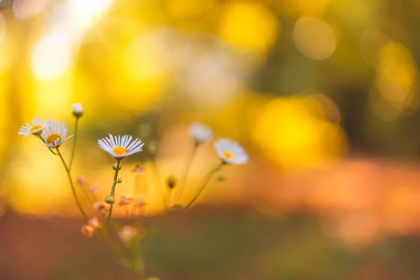 Schöne Naturblumen Abstrakte Sonnenuntergang Feldlandschaft Von Graswiesen Auf Sanft Grünen — Stockfoto