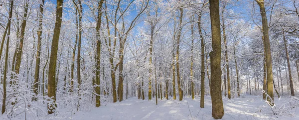 Зимнее Замерзшее Дерево Снежном Ландшафте Минималистический Пейзаж Одинокими Голыми Снежными — стоковое фото