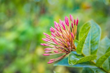 Bahçedeki güzel pembe çiçek