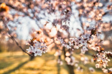 Güzel bahar kiraz ağaçları çiçek açan yumuşak pembe çiçekler gün batımı güneşli çayır çimenleri. Doğal bahar manzarası, bulanık rüya doğası. Gün doğumu çiçekleri, cennet şehir parkı.
