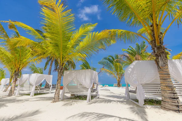 Tropical Beach Sunset Summer Landscape Luxury Resort Beach Palm Swing — Stock Photo, Image