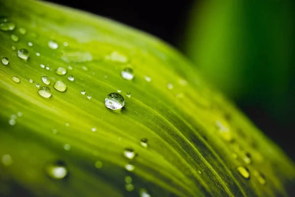 Green Leaf Water Drops — Stock Photo, Image
