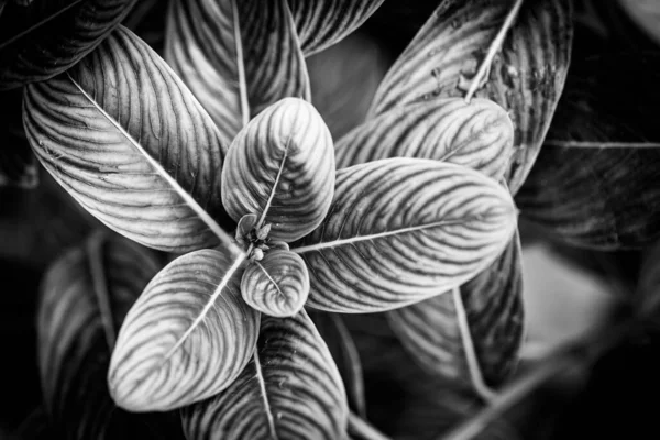 Ασπρόμαυρη Φωτογραφία Του Φυτού Στον Κήπο — Φωτογραφία Αρχείου