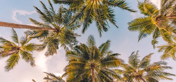 Bottom View Palm Trees — Stock Photo, Image