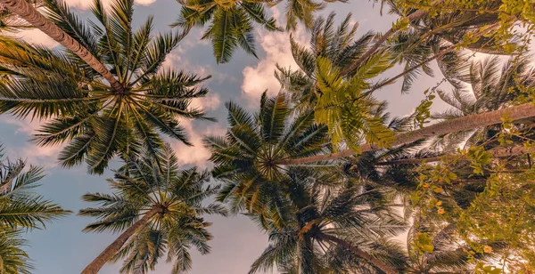 Bottom View Tropical Palm Trees — Stock Photo, Image