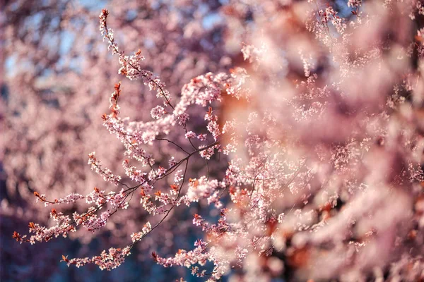 Belas Árvores Cereja Primavera Florescendo Flores Rosa Suaves Pôr Sol — Fotografia de Stock