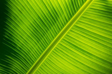 tropikal yaprak yeşil arka plan dokusu