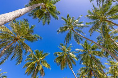 Alt görünümü ve palmiye ağaçlarının
