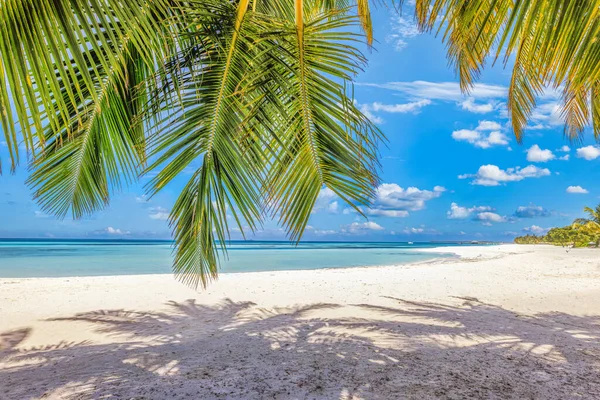 Vakre Tropiske Strand Med Palmer Blå Himmel – stockfoto