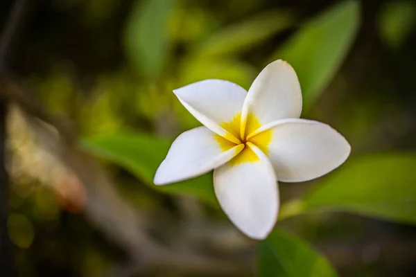 花园里的白色水仙花 — 图库照片