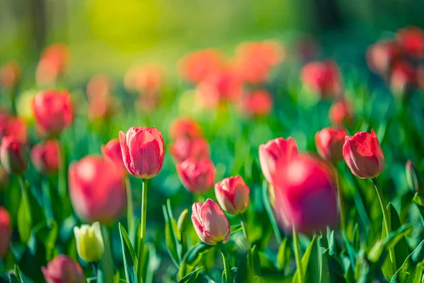 Krásné Tulipánové Květiny Zahradě — Stock fotografie