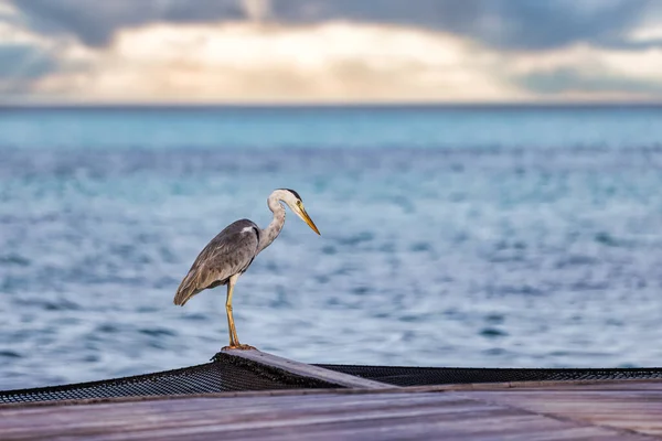 Bird on net on sea shore