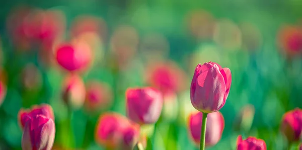 Krásné Tulipánové Květiny Zahradě — Stock fotografie