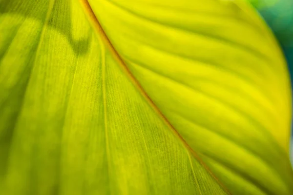 Tropical Green Leaf Background Texture — Stock Photo, Image