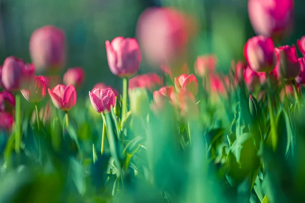 Krásné Tulipánové Květiny Zahradě — Stock fotografie