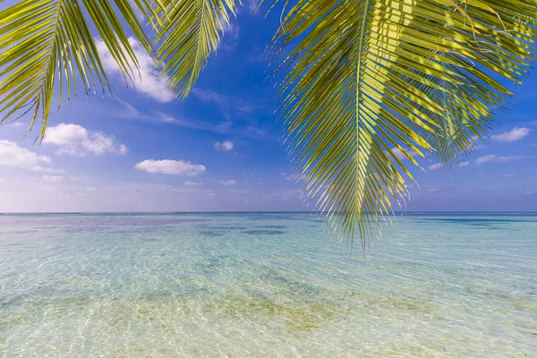 棕榈树叶落在美丽的热带海滩上 — 图库照片